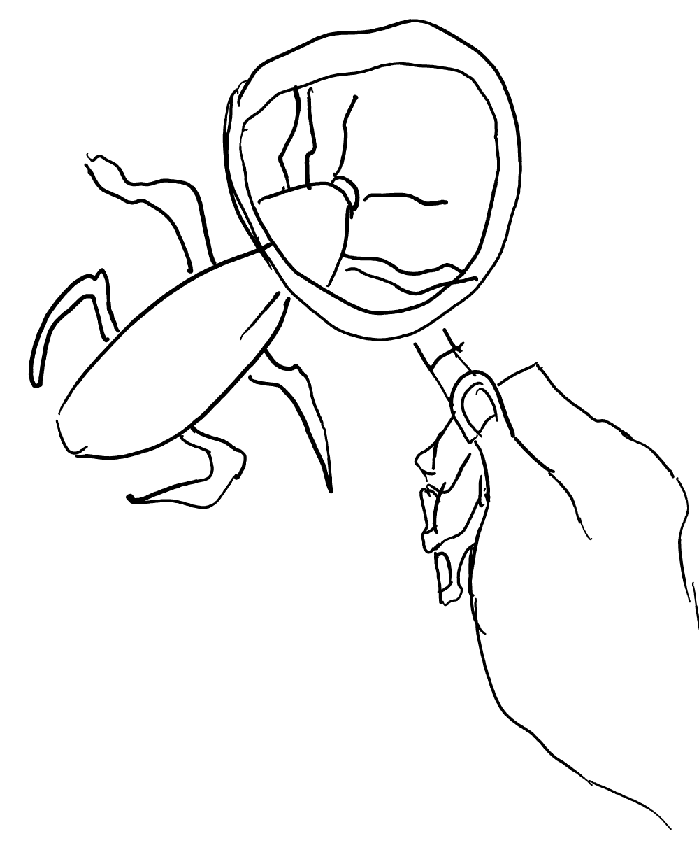 Magnifying glass